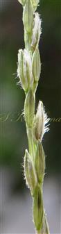   Raceme- a part- bearing spikelet pairs